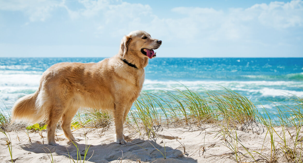 Dog Friendly Beaches